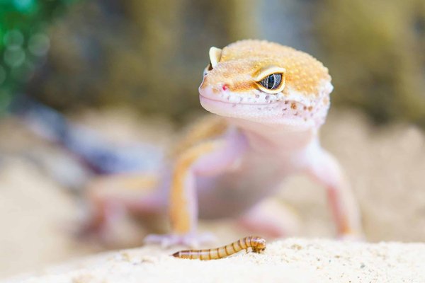 Comment les geckos adhèrent-ils aux surfaces verticales sans tomber?