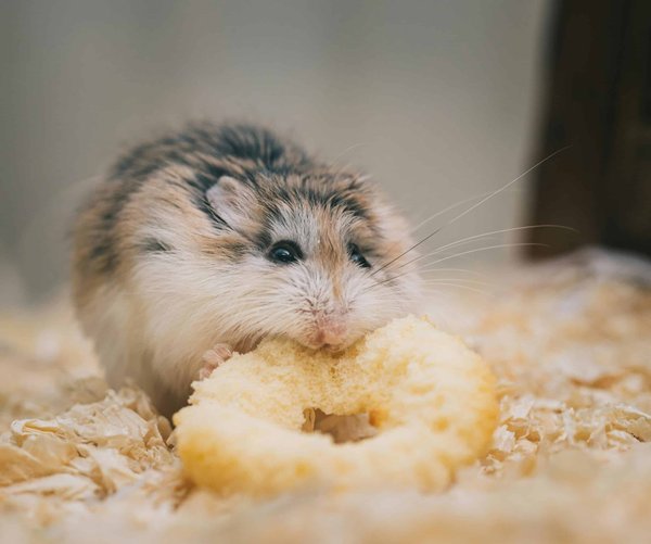 Comment identifier et traiter l'obésité chez un hamster doré?
