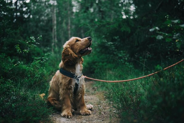 Comment améliorer la communication entre un chien de race Spitz Finlandais et ses propriétaires?